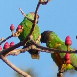 Vogels spotten