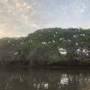 Saloum Delta National Parc (Senegal)