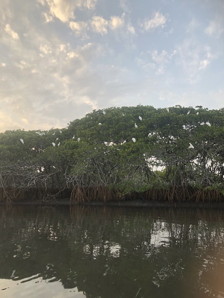 Saloum Delta National Parc (Senegal)