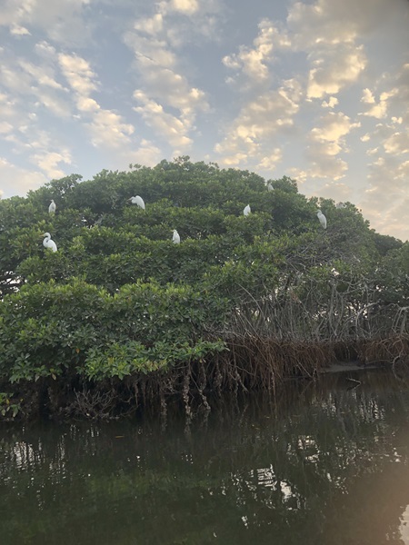 Saloum Delta National Parc (Senegal) - Afbeelding 4