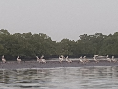Saloum Delta National Parc (Senegal) - Afbeelding 2