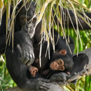 River Gambia National Parc