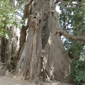 Casamance (Zuid-Senegal)