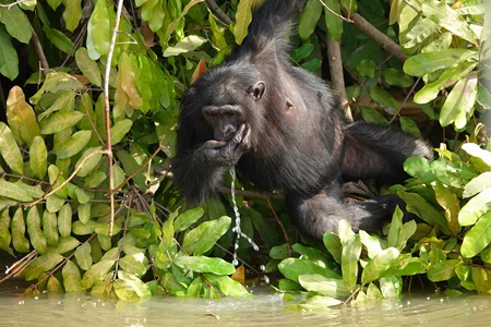 River Gambia National Parc - Afbeelding 2