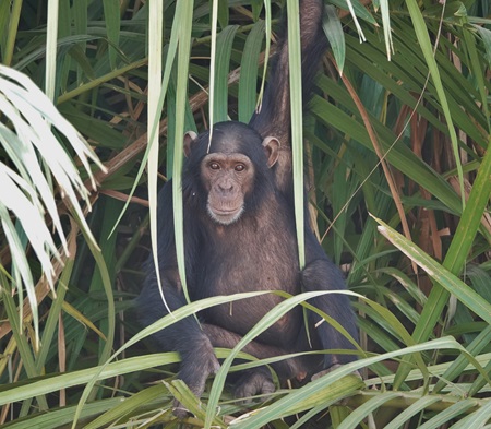 River Gambia National Parc - Afbeelding 4