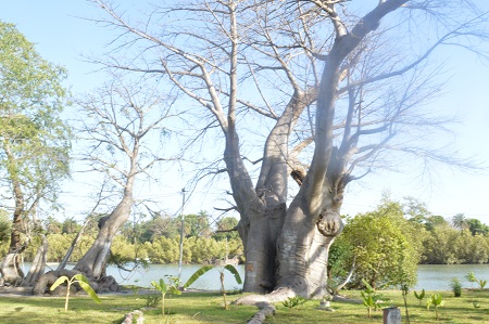 Baobab Island (Sita Joyeh) - Afbeelding 5