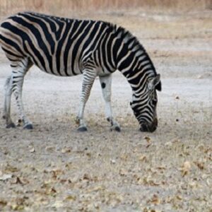 Fathala Wildlife reserve