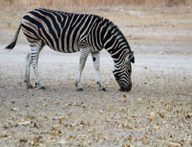 Fathala Wildlife reserve