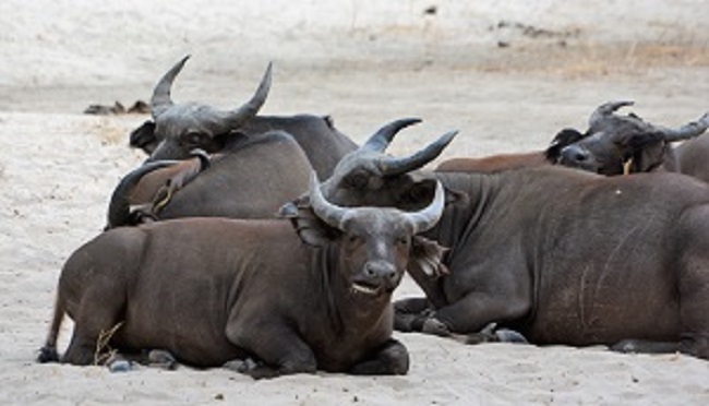 Fathala Wildlife reserve - Afbeelding 4