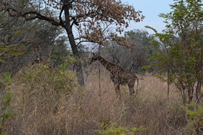 Fathala Wildlife reserve - Afbeelding 3