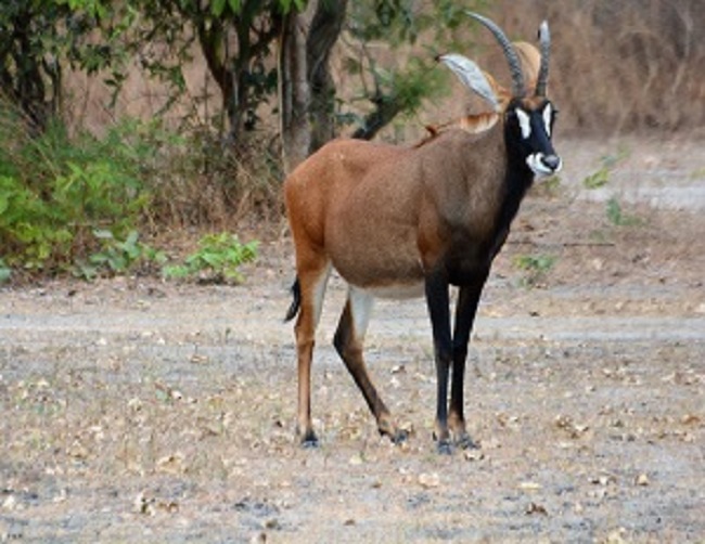 Fathala Wildlife reserve - Afbeelding 2