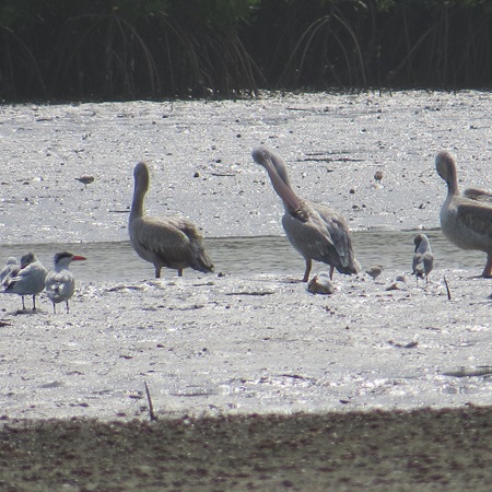 Pelican Island - Afbeelding 2
