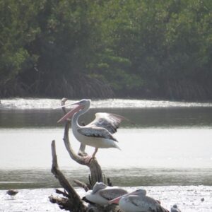 Pelican Island