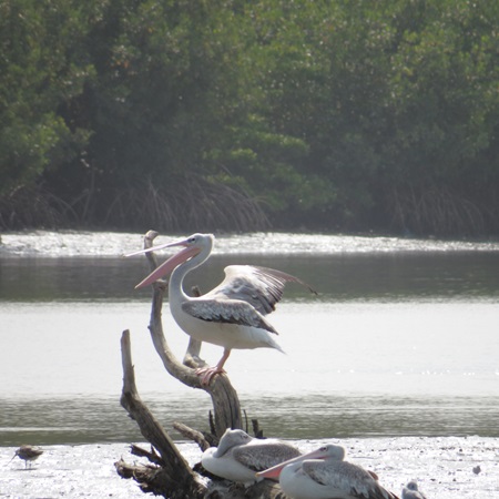 Pelican Island