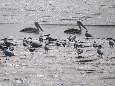 Pelican Island - Afbeelding 3