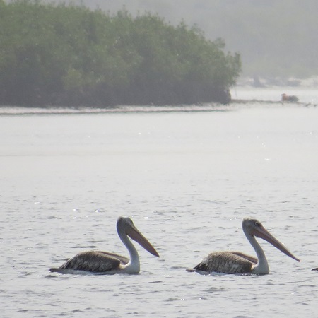 Pelican Island - Afbeelding 4