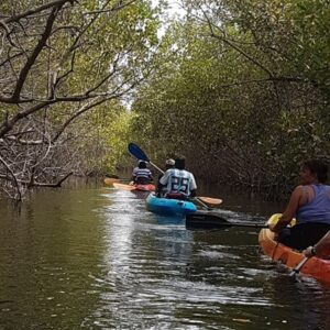 Kajakken door de mangroves