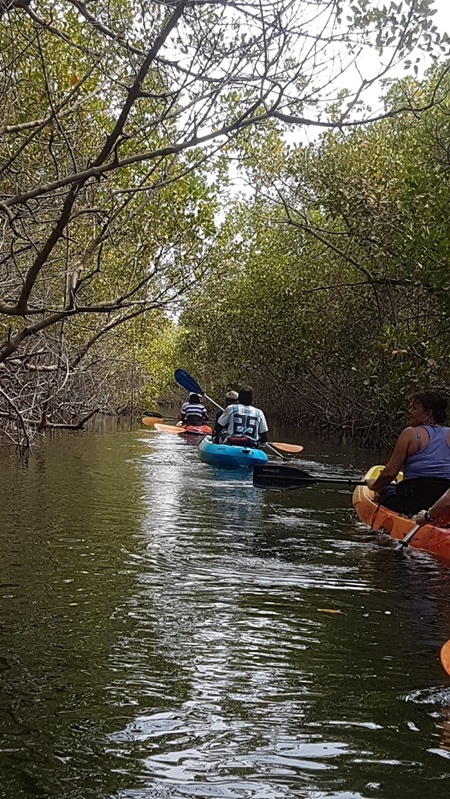 Kajakken door de mangroves