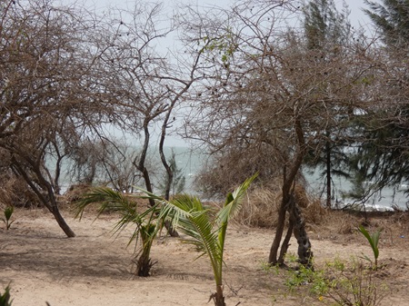 Jinack Island - Afbeelding 3