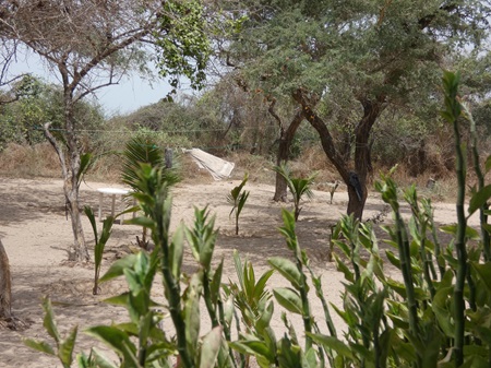 Jinack Island - Afbeelding 2