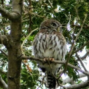 Tanji Bird Reserve