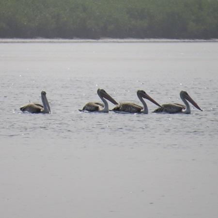 Pelican Island - Afbeelding 5