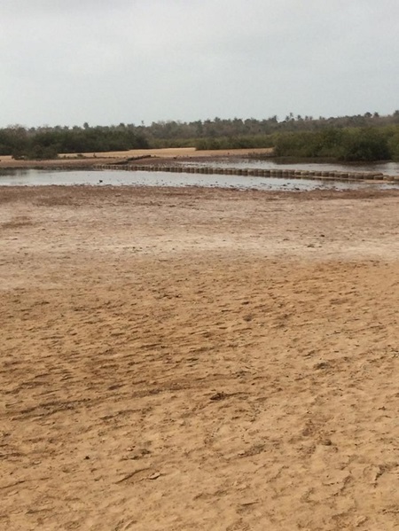 Kajakken door de mangroves - Afbeelding 4